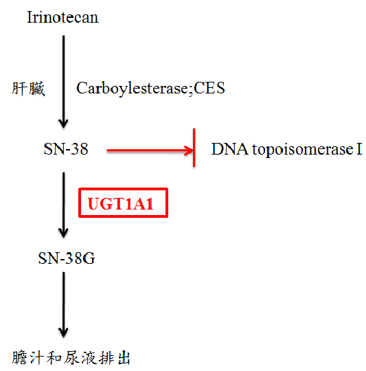 專有名詞